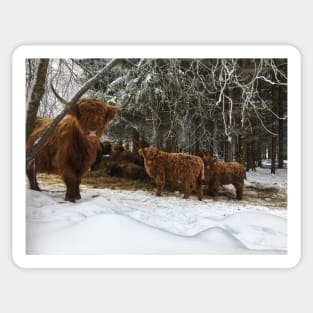 Scottish Highland Cattle Cows and Calves 1871 Sticker